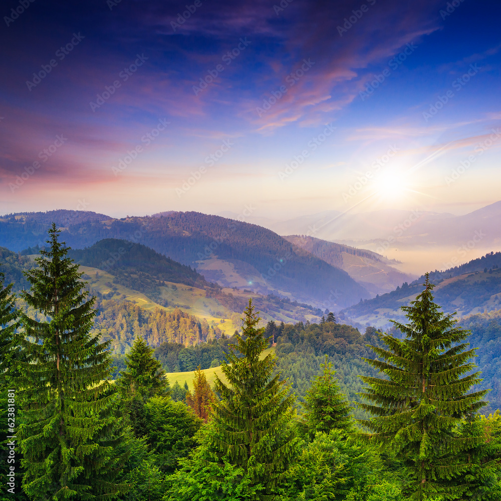 pine trees near valley in mountains and summer forest on hillsid