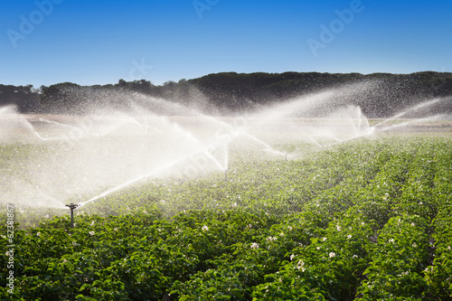 Irrigation in Field of growing potatoes