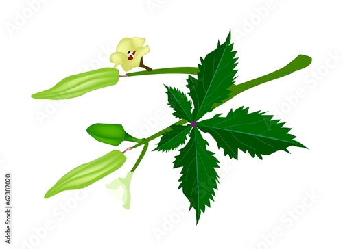 A Stem of Okra on White Background