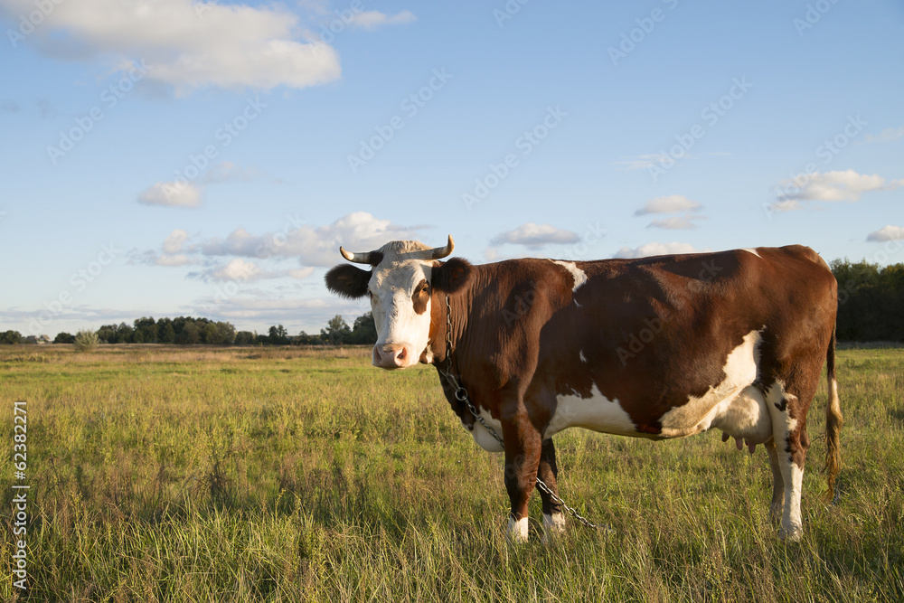brown cow in a pasture at sunset