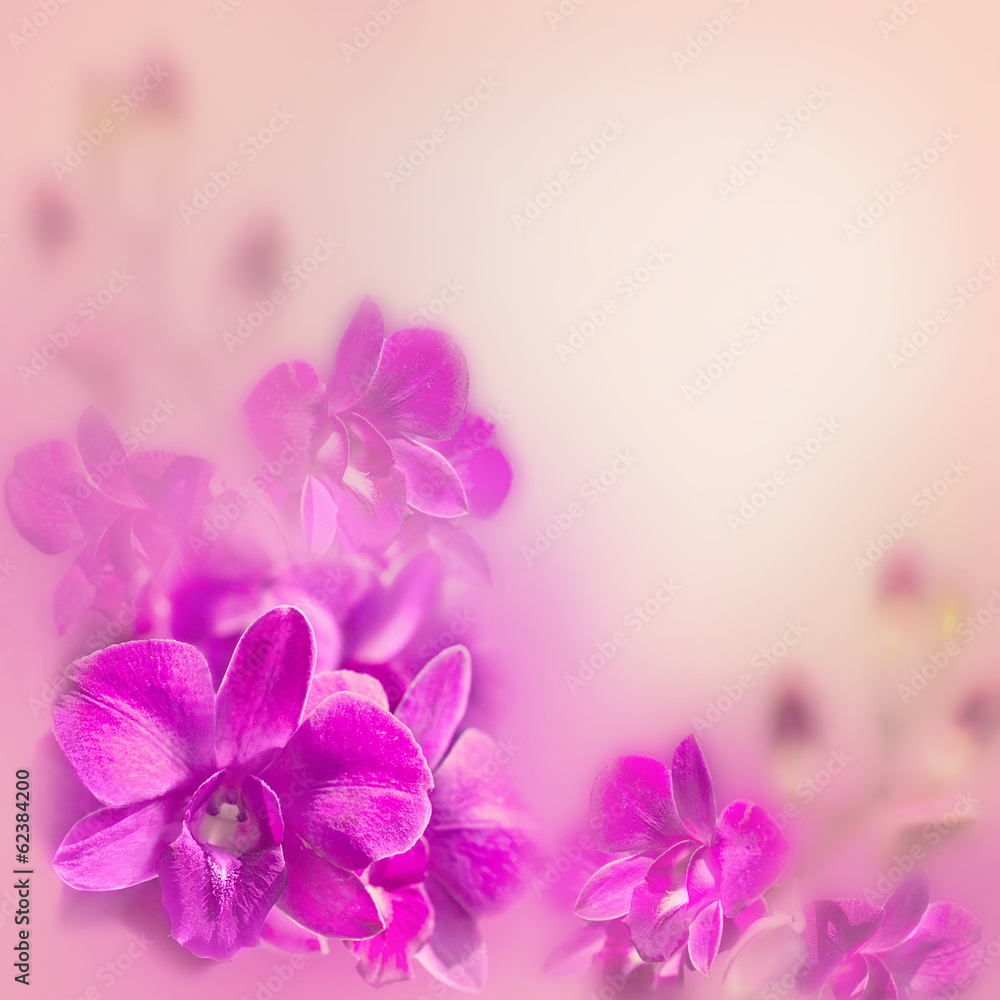 Abstract romantic floral background with pink tropical orchid fl Abstract romantic floral background with pink tropical orchid fl
