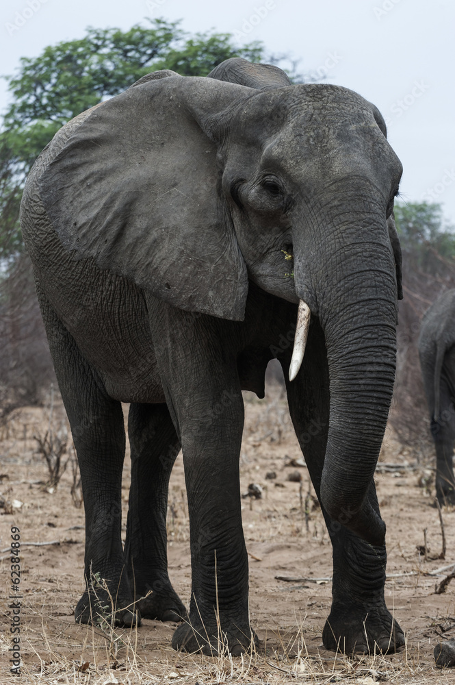 Elefant, Chobe Park Botswana