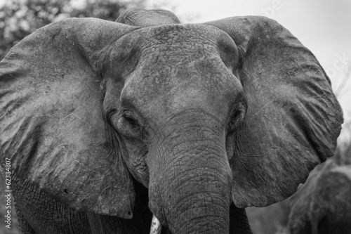 w  tender Elefant  Chobe Park Botswana