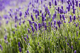 Lavendar closeup 2