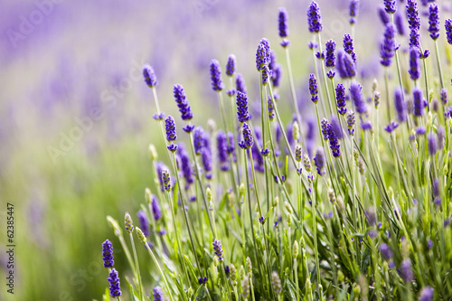 Fototapeta Naklejka Na Ścianę i Meble -  Lavendar closeup