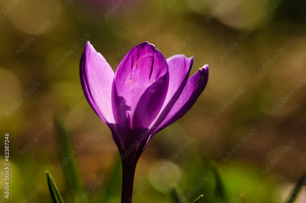 Fototapeta premium Violet crocus - spring flower