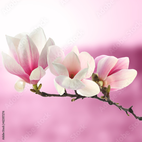 Fototapeta Naklejka Na Ścianę i Meble -  magnolia