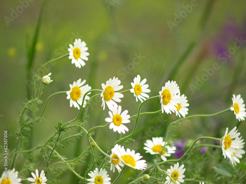 wild white daisies in the wind