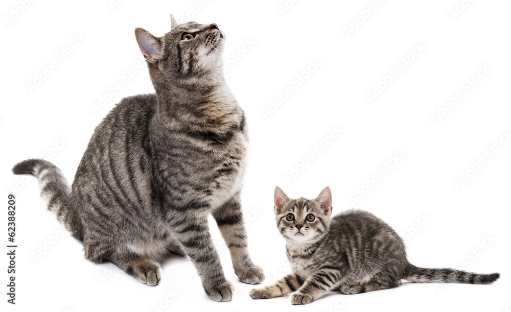 Fototapeta premium sitting cat and kitten