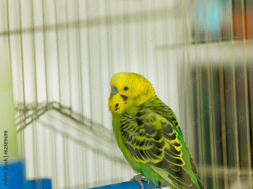 Fototapeta premium green bird