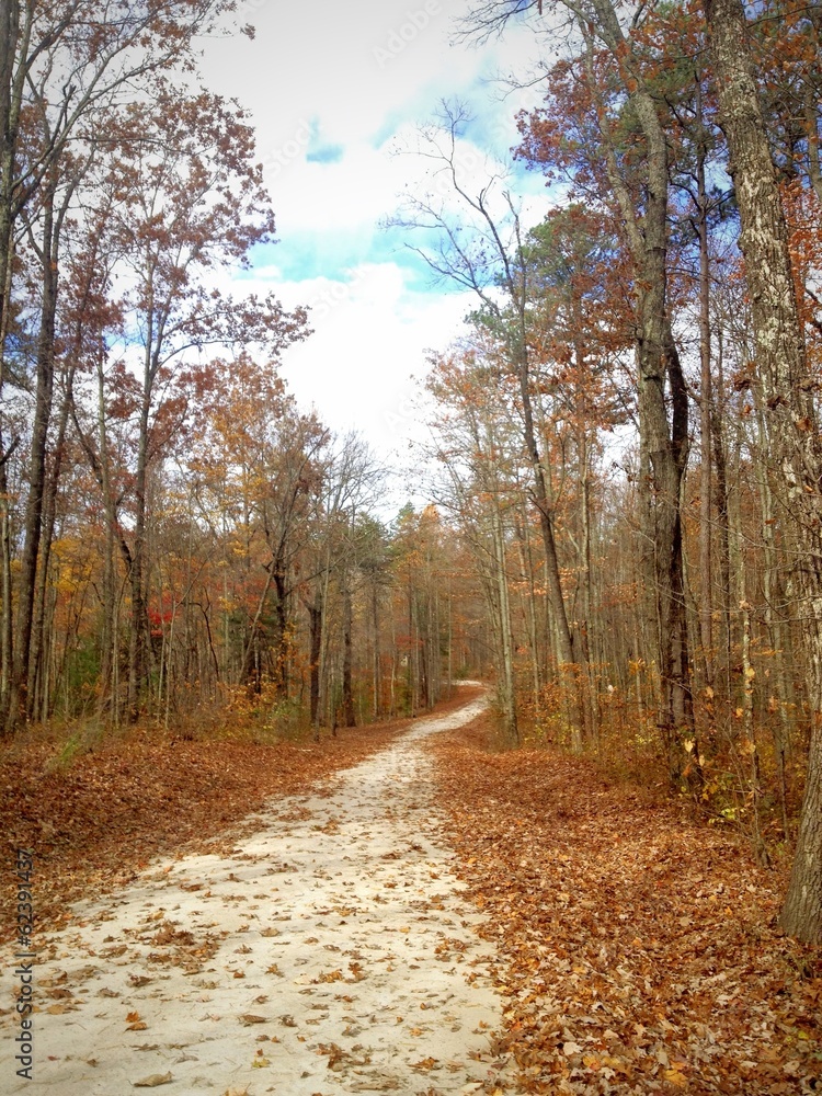 Road in forest in late autumn season Road in forest in late autumn season