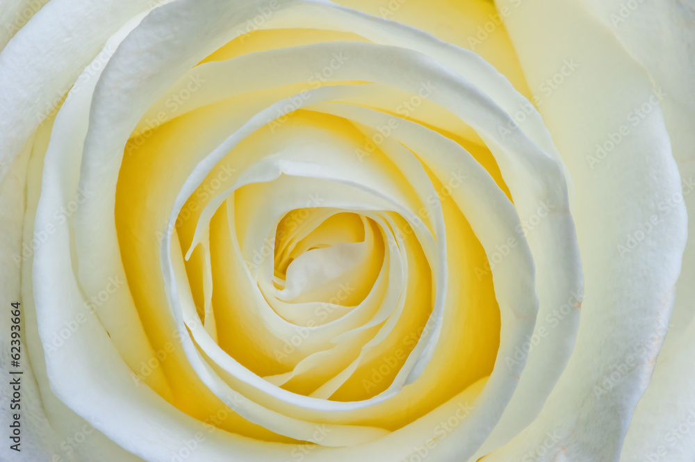 beautiful open flower white rose macro beautiful open flower white rose macro