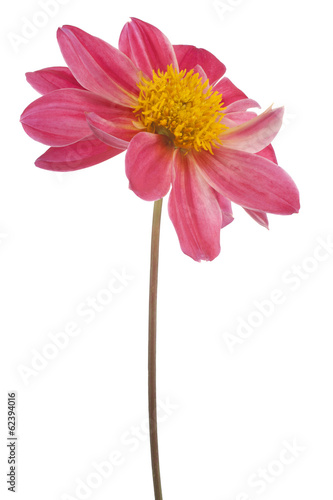 Fototapeta Naklejka Na Ścianę i Meble -  dahlia