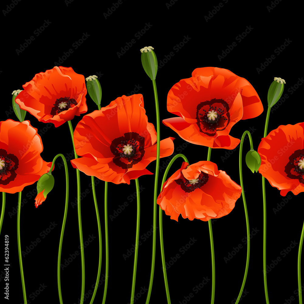 Fototapeta premium Red poppies in a row.