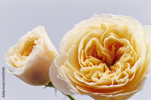 Φωτογραφία juliet roses
