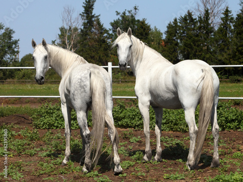Two orlov trotter mares © horsemen