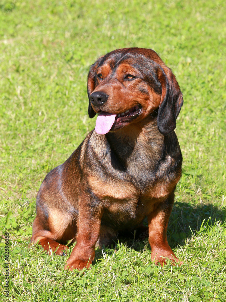 Portrait of an young Alpine Dachsbracke dog