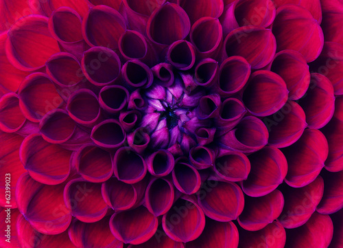closeup flower © Alekss