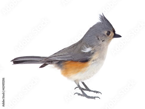 Titmouse Isolated