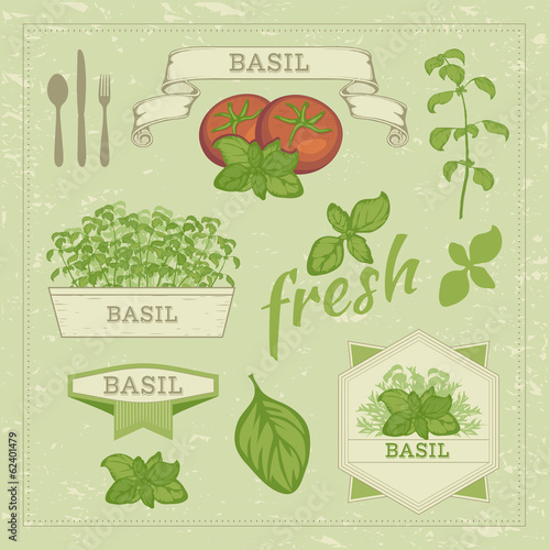 vector isolated herbs, basil leaves and tomato , food