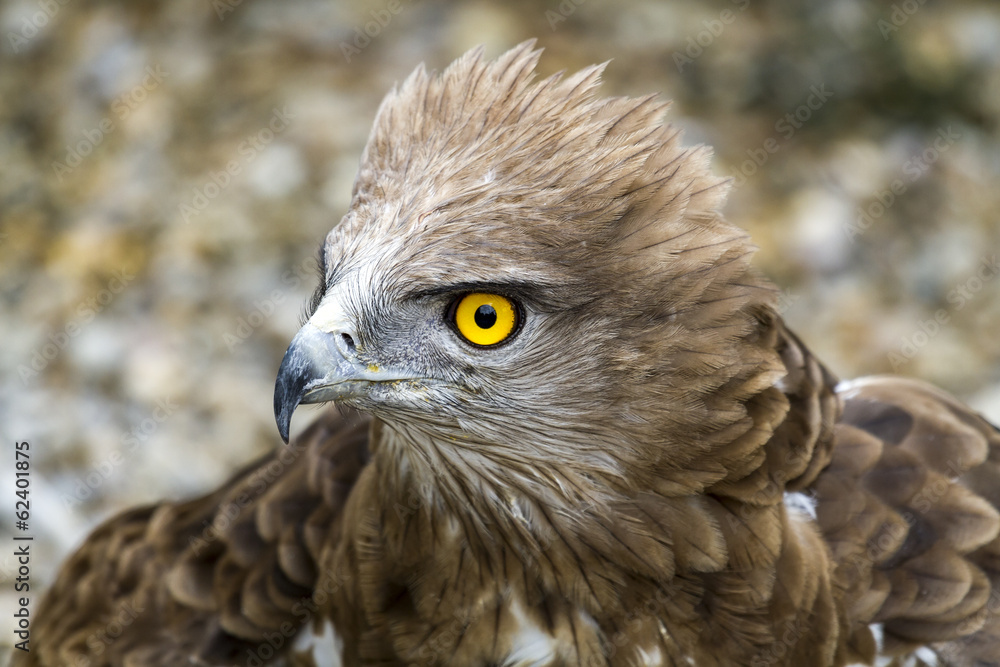 Naklejka premium Toed Eagle. Circaetus gallicus