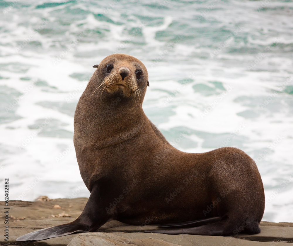 Fototapeta premium New Zealand fur seal