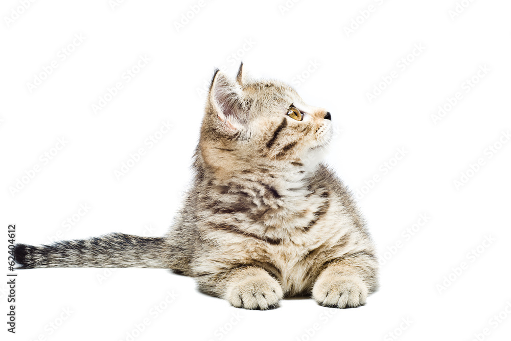 Naklejka premium Scottish Straight kitten