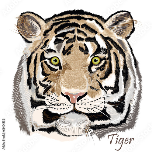 Fototapeta Naklejka Na Ścianę i Meble -  Beautiful vector background  with hand drawn watercolor tiger