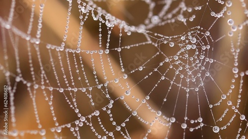 Beautiful spider's web with drops at the morning photo