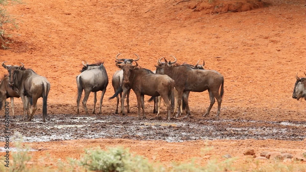 Blue wildebeest at a waterhole, Mokala National Park Blue wildebeest at a waterhole, Mokala National Park