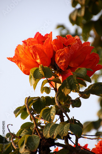 African tulip tree, Fire bell, Fouain tree, Flame of the Forest photo