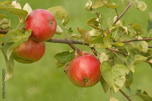 Wallpaper Mural Apples, fruit on a tree branch in an orchard Torontodigital.ca