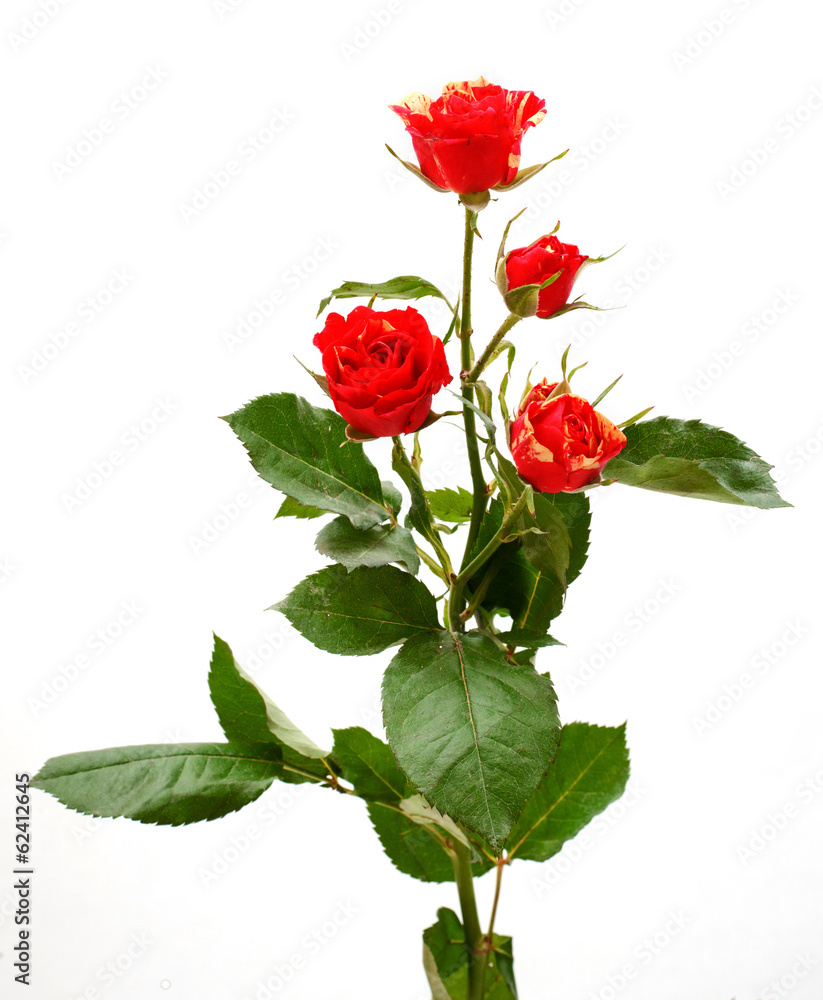 flower flower