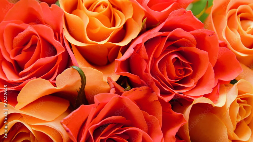 rose opening time lapse rose opening time lapse