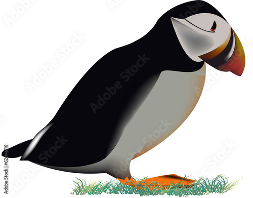 uccello acquatico