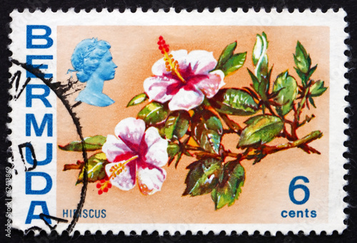 Postage stamp Bermuda 1970 Hibiscus, Flowering Plant