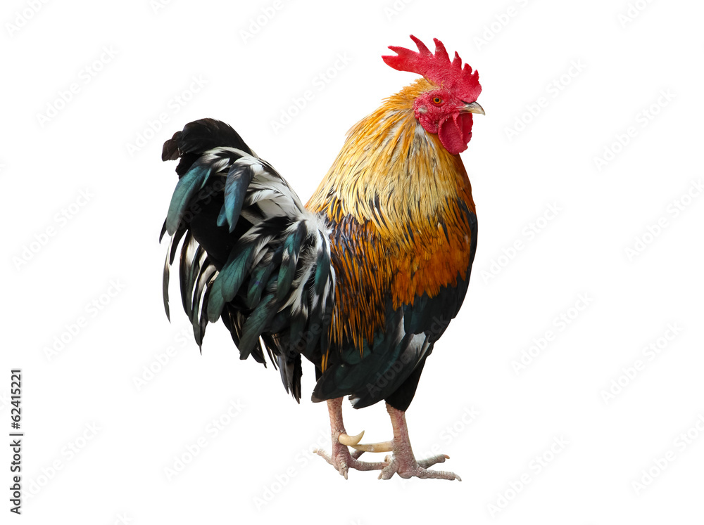 Thailand male chicken rooster isolated on white background