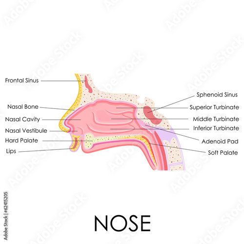 Human Nose Anatomy