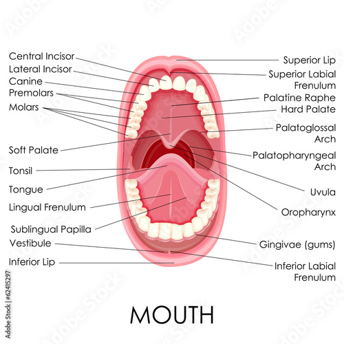 Anatomy of Human Mouth