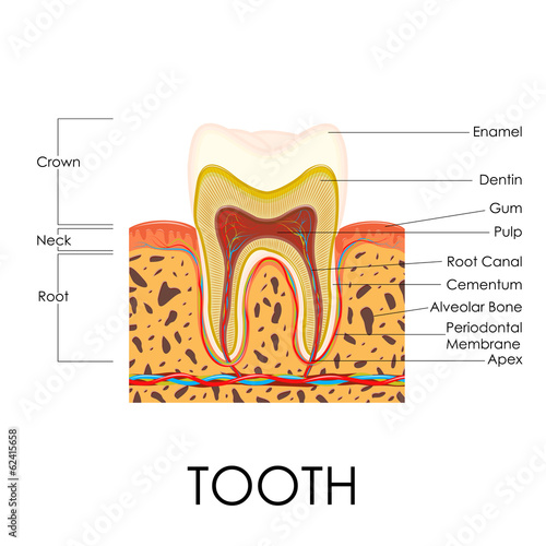 Human Tooth Anatomy