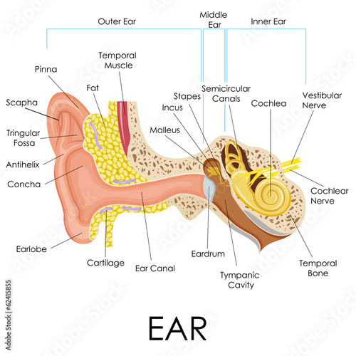 Human Ear Anatomy