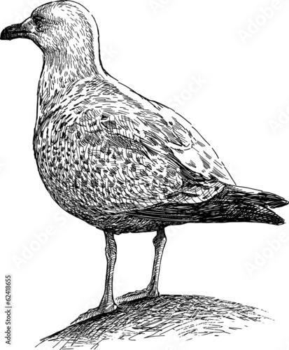 big seagull