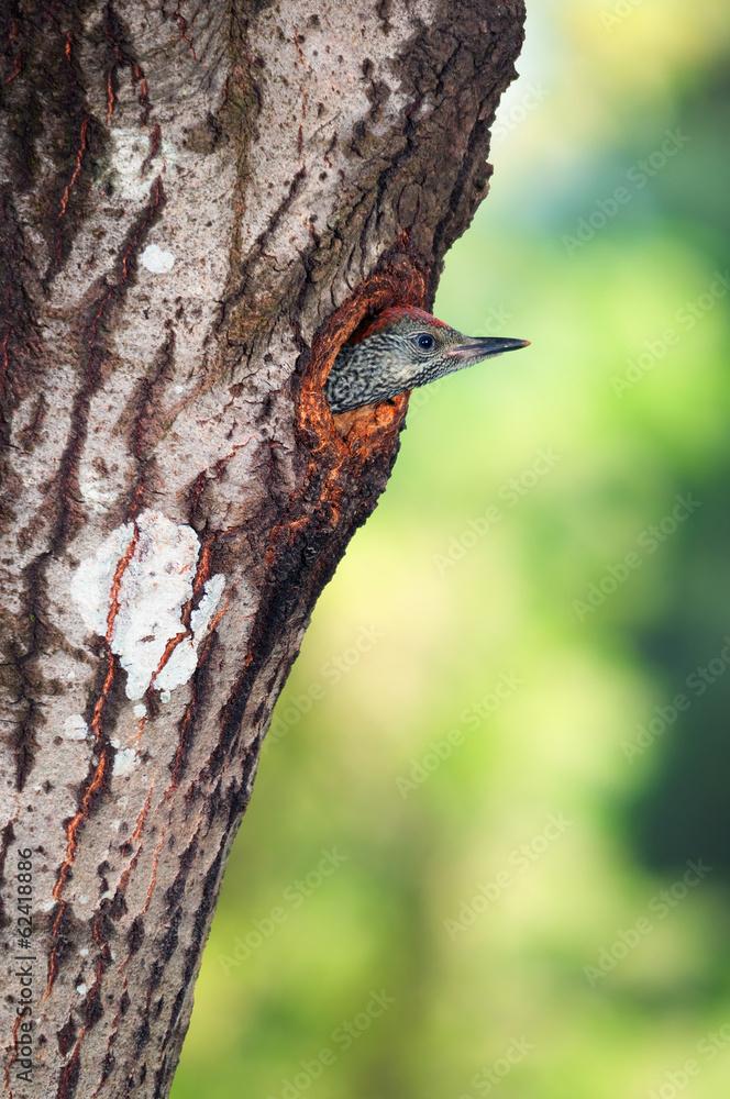Green woodpecker chick protruding out of its nest hole Green woodpecker chick protruding out of its nest hole