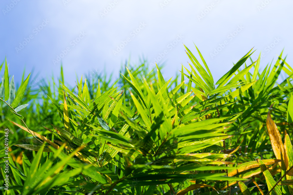 Bamboo leaf Bamboo leaf