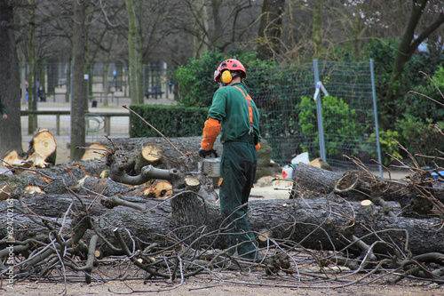 Tronçonnage d'arbres abattus - Jardin du Luxembourg à Paris