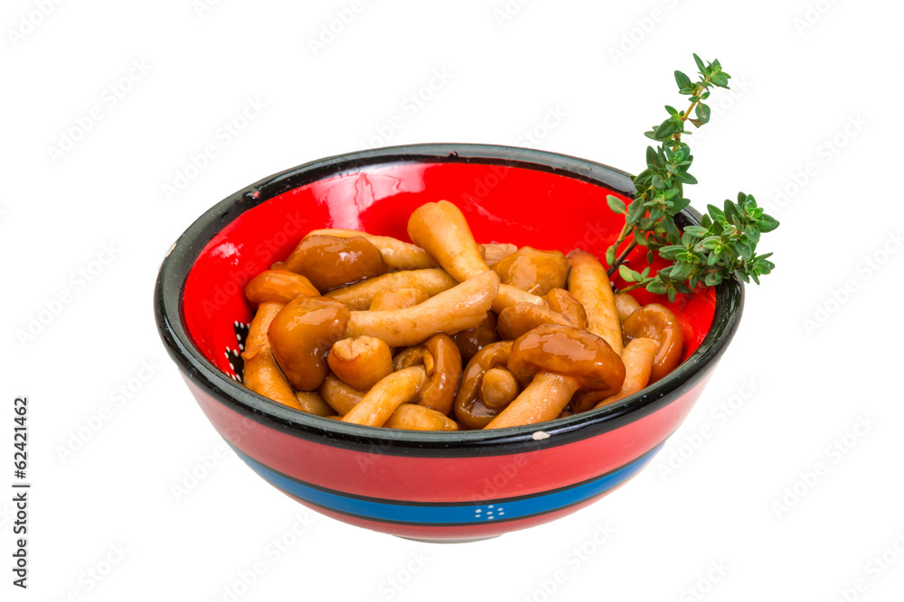 Armillaria Armillaria