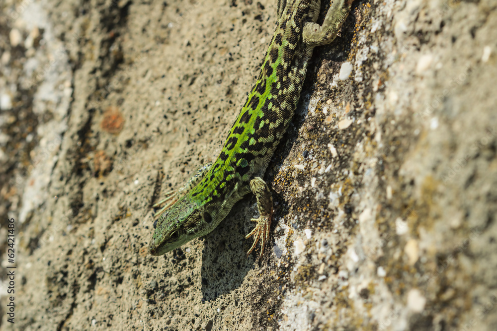 lizard on a rock in the field
