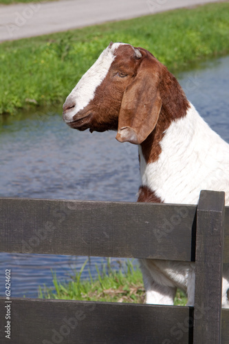 Ziege mit Zaun