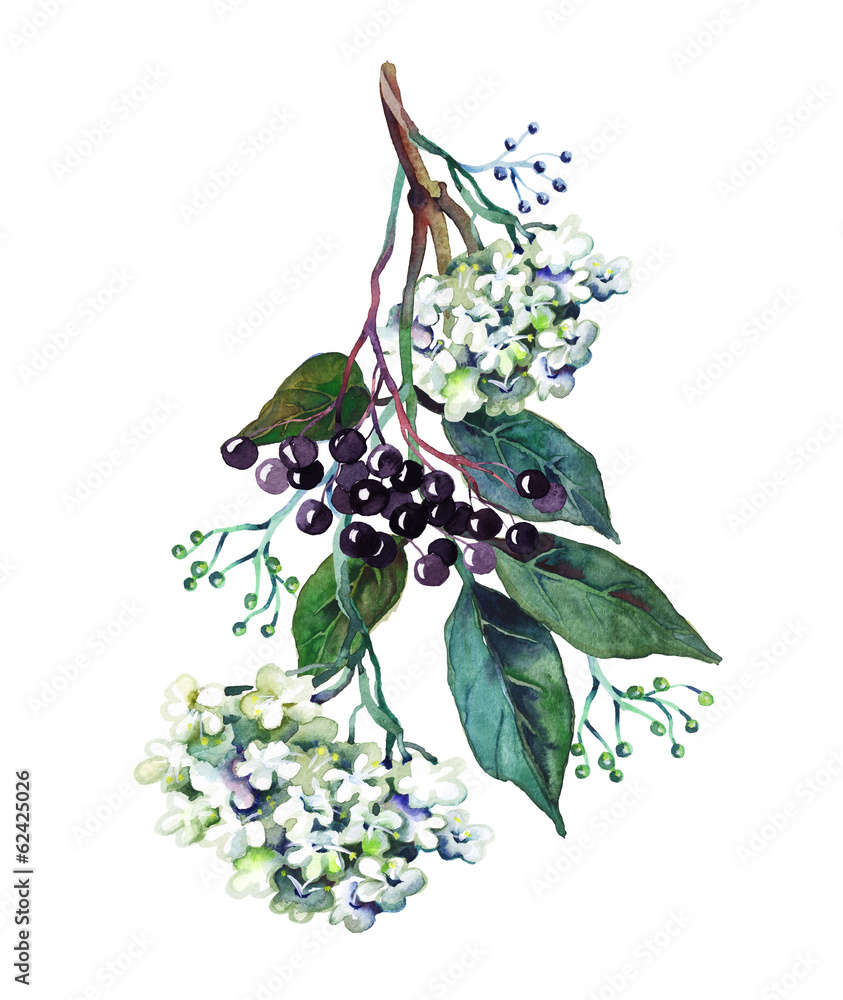 Naklejka premium Elder Branch