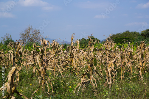 Dead corn field